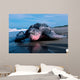 Adult Female Leatherback Turtle Wall Decal