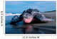Adult Female Leatherback Turtle Wall Decal