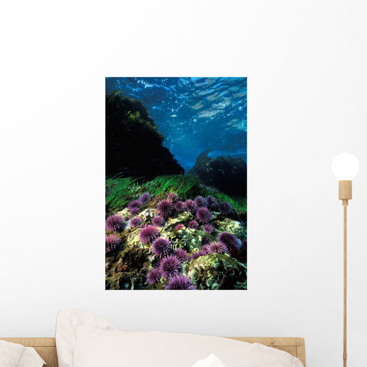 Purple Sea Urchin California Wall Decal