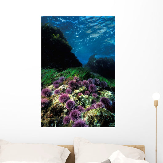 Purple Sea Urchin California Wall Decal