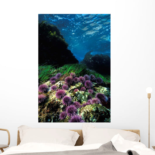 Purple Sea Urchin California Wall Decal
