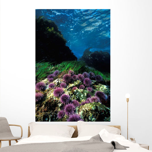 Purple Sea Urchin California Wall Decal
