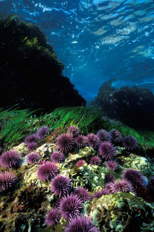 Purple Sea Urchin California Wall Decal
