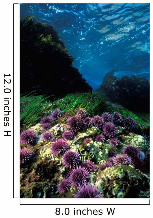 Purple Sea Urchin California Wall Decal