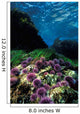 Purple Sea Urchin California Wall Decal
