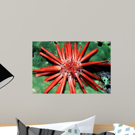 Red Pencil Urchin Hawaii Wall Decal