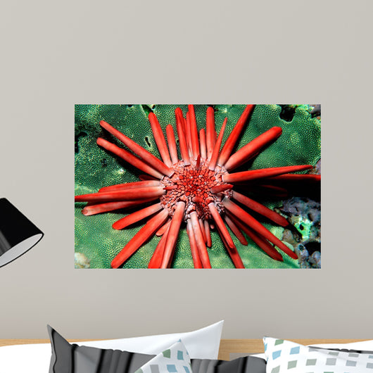 Red Pencil Urchin Hawaii Wall Decal
