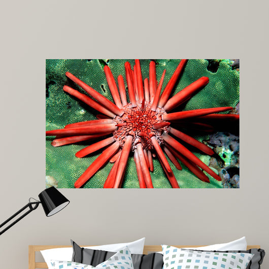 Red Pencil Urchin Hawaii Wall Decal