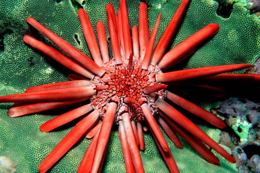 Red Pencil Urchin Hawaii Wall Decal