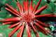 Red Pencil Urchin Hawaii Wall Decal