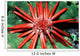 Red Pencil Urchin Hawaii Wall Decal