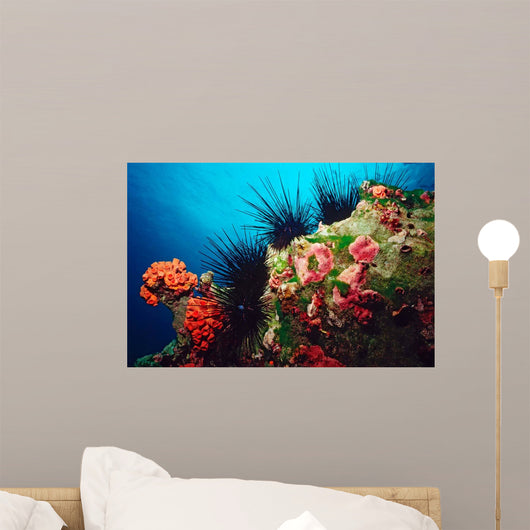 Long-spined Urchin Cocos Island Wall Decal