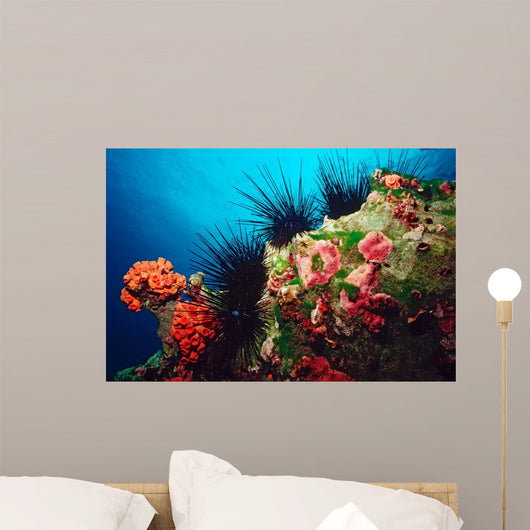 Long-spined Urchin Cocos Island Wall Decal