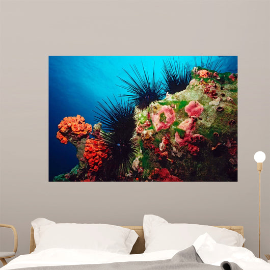 Long-spined Urchin Cocos Island Wall Decal
