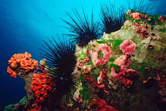 Long-spined Urchin Cocos Island Wall Decal