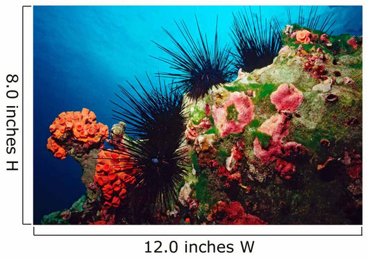 Long-spined Urchin Cocos Island Wall Decal