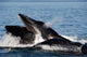 Humpback Whales Bubble-net Feeding Wall Decal Design 6