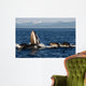 Humpback Whales Bubble-net Feeding Wall Decal Design 5