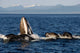 Humpback Whales Bubble-net Feeding Wall Decal Design 5