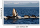Humpback Whales Bubble-net Feeding Wall Decal Design 5