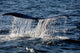 Tail Humpback Whale Clarence Wall Decal