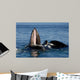 Humpback Whales Bubble-net Feeding Wall Decal Design 4