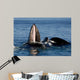 Humpback Whales Bubble-net Feeding Wall Decal Design 4