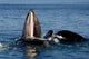 Humpback Whales Bubble-net Feeding Wall Decal Design 4