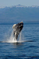 Humpback Whale Clarence Strait Wall Decal Design 2