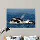 Humpback Whales Bubble-net Feeding Wall Decal Design 3