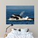 Humpback Whales Bubble-net Feeding Wall Decal Design 3