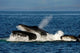 Humpback Whales Bubble-net Feeding Wall Decal Design 3
