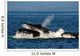 Humpback Whales Bubble-net Feeding Wall Decal Design 3