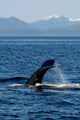 Humpback Whale Clarence Strait Wall Decal Design 1