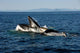Humpback Whales Bubble-net Feeding Wall Decal Design 2