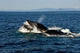 Humpback Whales Bubble-net Feeding Wall Decal Design 1
