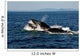 Humpback Whales Bubble-net Feeding Wall Decal Design 1