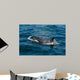 Orca or Killer Whale Wall Decal