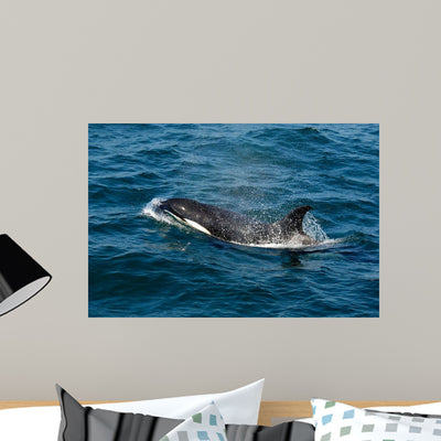 Orca or Killer Whale Wall Decal shown on a wall