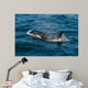 Orca or Killer Whale Wall Decal