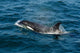 Orca or Killer Whale Wall Decal