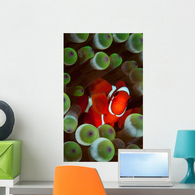 Portrait Spinecheek Anemonefish Its Wall Decal shown on a wall