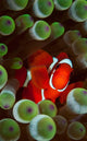 Portrait Spinecheek Anemonefish Its Wall Decal