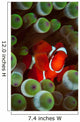 Portrait Spinecheek Anemonefish Its Wall Decal