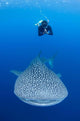 Snorkeler Diving with Whale Wall Decal