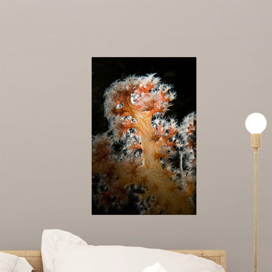 Backlit Soft Coral Lembeh Wall Decal