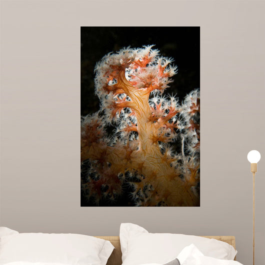 Backlit Soft Coral Lembeh Wall Decal