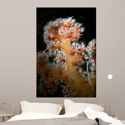 Backlit Soft Coral Lembeh Wall Decal