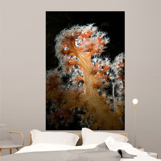 Backlit Soft Coral Lembeh Wall Decal