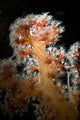 Backlit Soft Coral Lembeh Wall Decal
